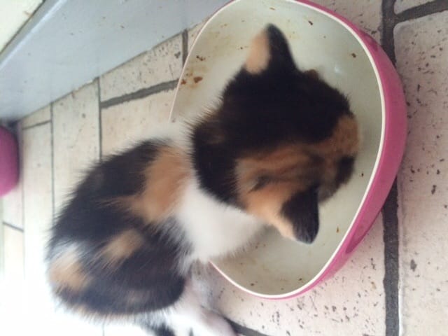 Quelle friandise est la plus approprié pour un chaton en pleine croissance ?