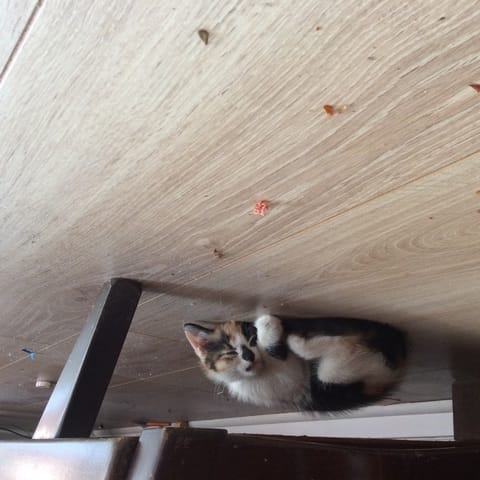 Mon chaton est un peu craintif dans sa nouvelle maison.