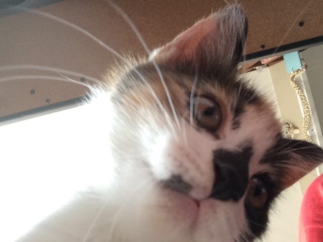 Comment laver les yeux de mon chaton ?