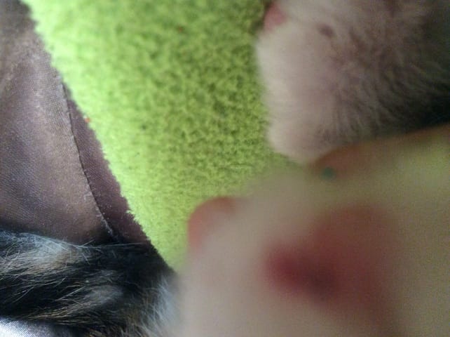 Mon chaton a perdue une griffe, ça va repousser ?
