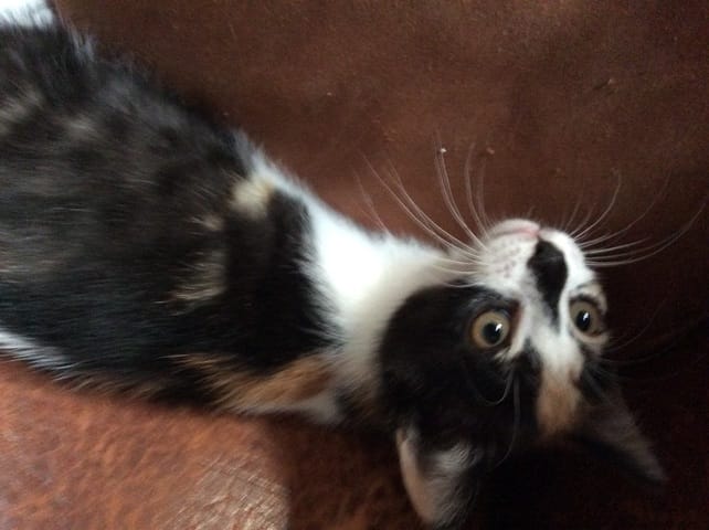 L'évolution de Cosette (mon chat)