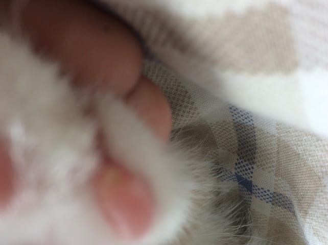 Mon chat a une sorte de petit bouton dur et blanc sur le coussinet