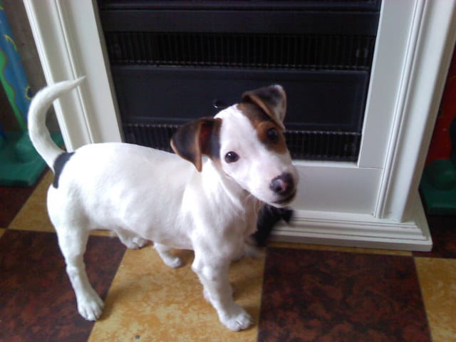 mon chien more pour jouet