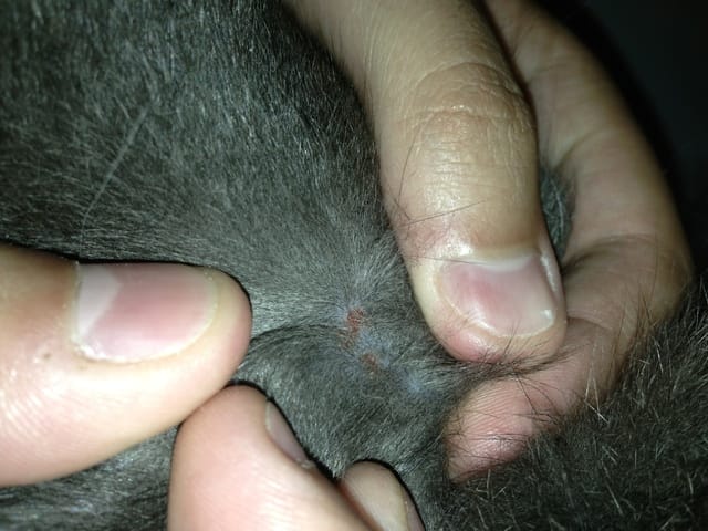 Kleine Krusten am Hals und an den Ohren