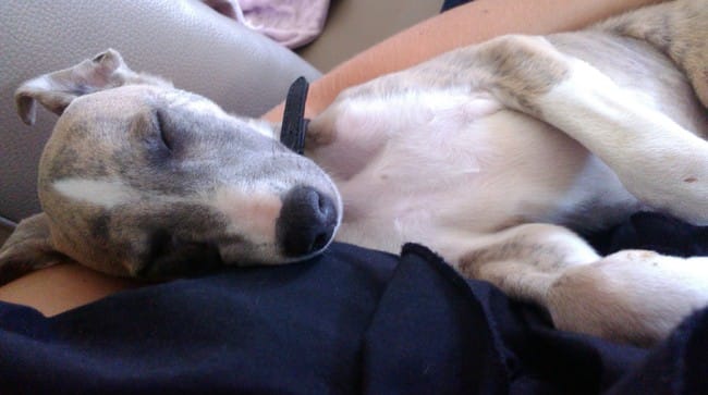 mon chiot whippet refuse de manger
