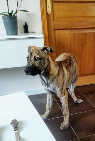 Avis race chien récupéré à la Spa! Croisé molosse?