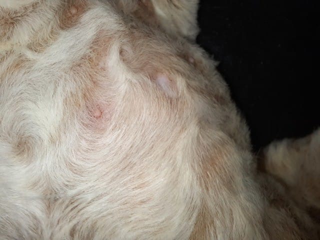 [URGENT] Problème de peau chatton 4 mois