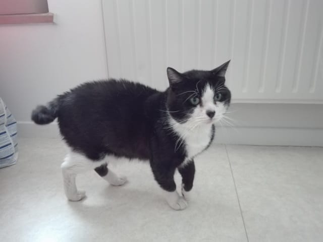 Chat Manx ou croisé Manx?