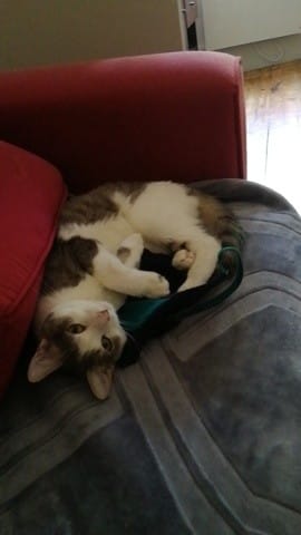 Pipi dans le lit