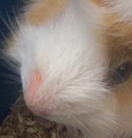 Blessure ou maladie?