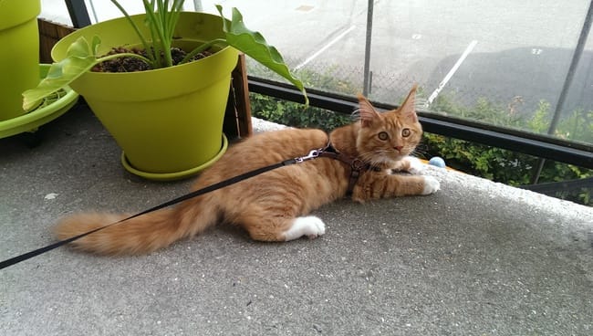 Apparence maine coon