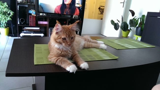 Coucou tout le monde