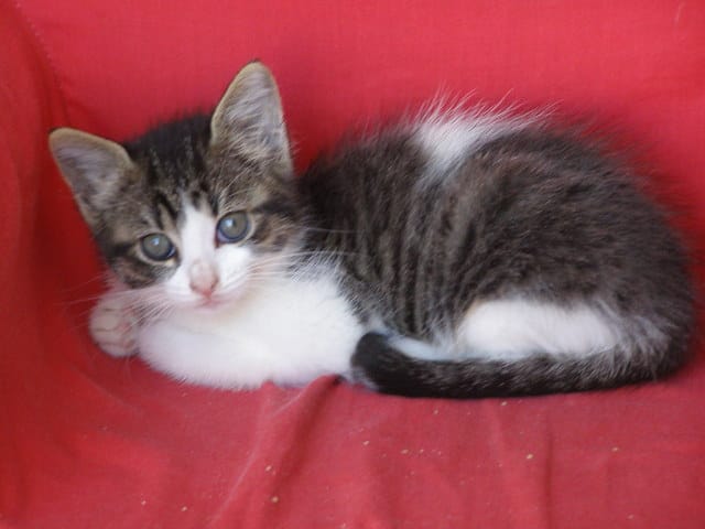 Ma Gribouille