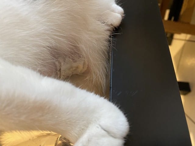 Post opération stérilisation et plaie infectée