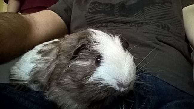 [Présentation] Voici mon cochon d'inde : Tornado
