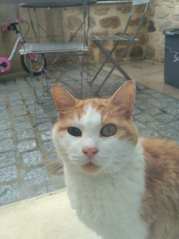 oeil bizarre de mon chat