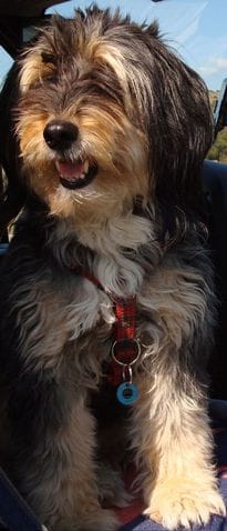 Mon chien ne saute plus 