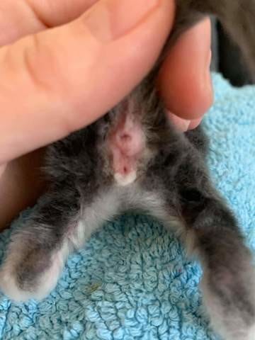 Besoin d'aide pour le sexage de mon future 3 eme chaton