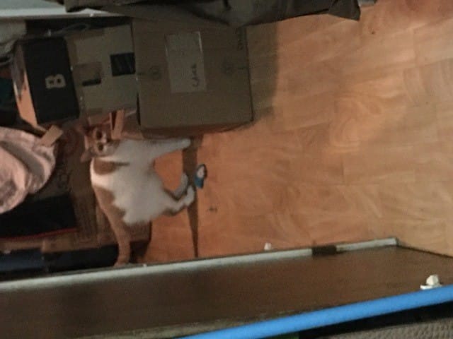 Incroyable comme mon chat est le reflet parfait de sa race et le votre aussi ?