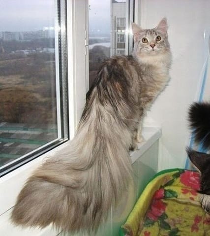 De quelle race est ce chat ?