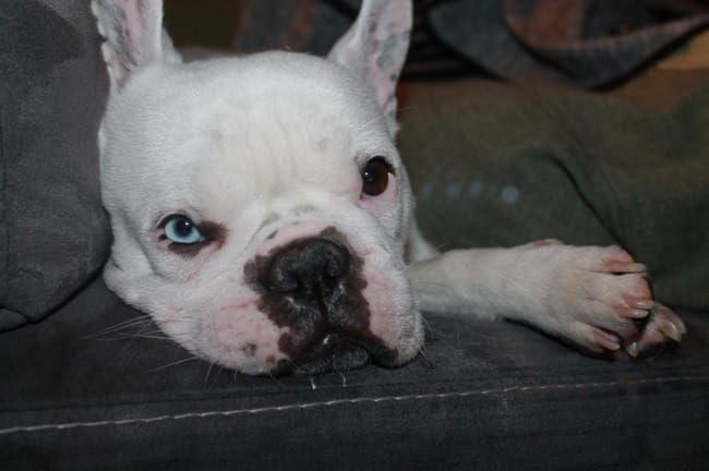 Les yeux verrons est il irriditaire ?