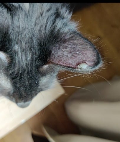 Help : bouton bizarre sur l'oreille