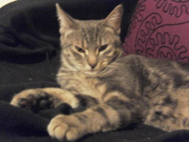 comportement de mon chat