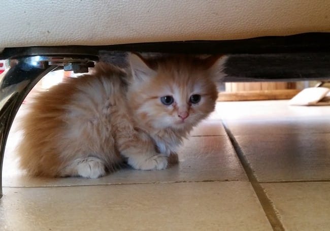 mon chaton aura le poil court ou mis long