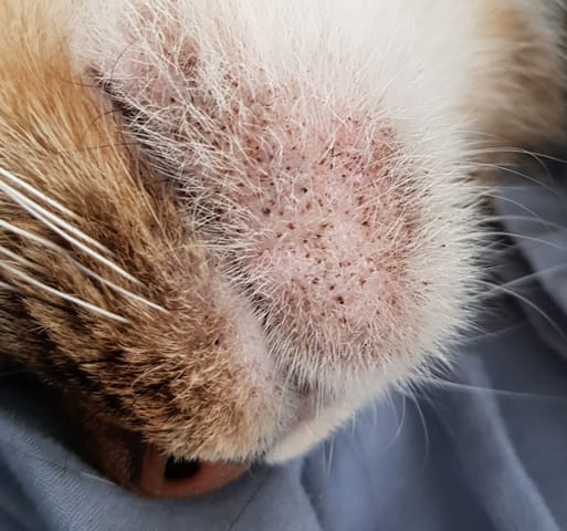 Pathologie au menton