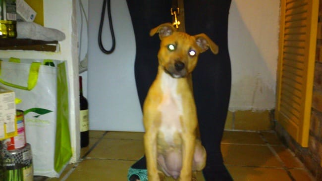 Avis race de chiot