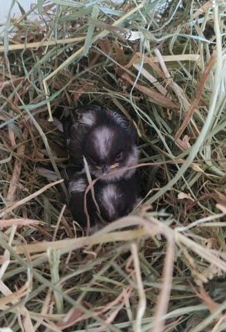 Espèce oiseaux sauvages