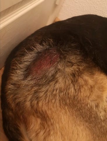 Chienne qui se mordille beaucoup la croupe