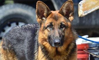 avoir mon propre chien!