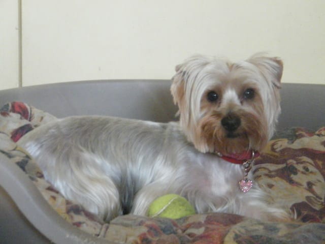 changement date de vote