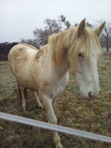 Cheval sans abrit toute l'année?