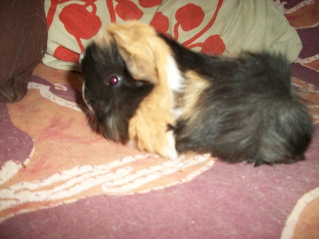 Bébés lapin bélier et cochon d'inde Péruvien