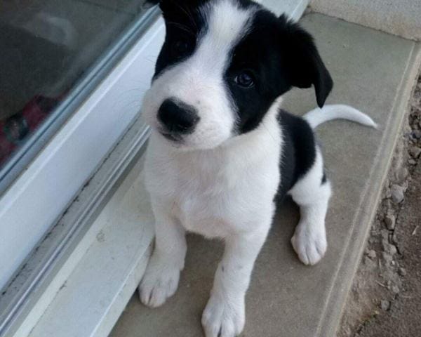Doute border collie