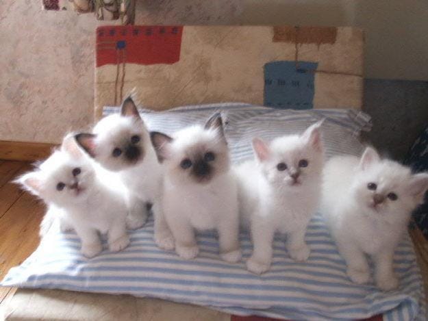 ue pensez vous de ces chats