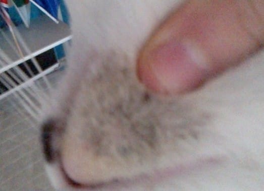 le menton de mes chats!