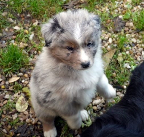 ***les amoureux des Bergers australiens ***!