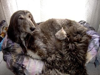 Les lévriers et les chats