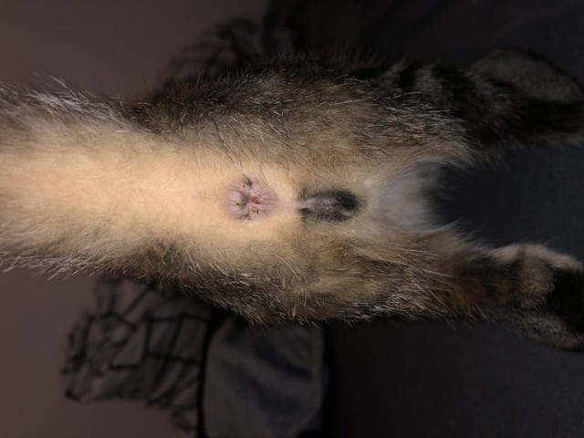 Chaton trouvé mâle ou femelle ?