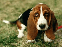 mémoires d un chien