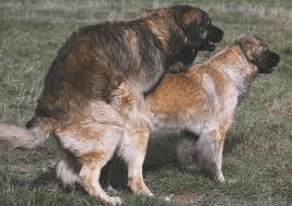 gestation de la chienne explication( pas professionel)