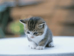 presque tout sur les chats