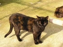 problémes avec ma chatte