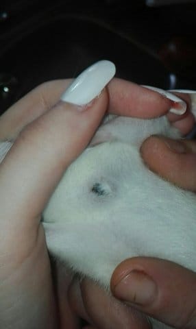 Plaie très étrange sur mon rat