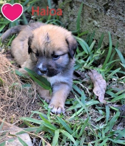 ARRIVEE DE HAVA, chiot venant d'une assoc'