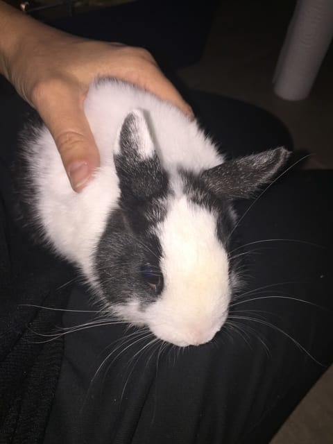 Besoin d’aide lapin nain trouvé