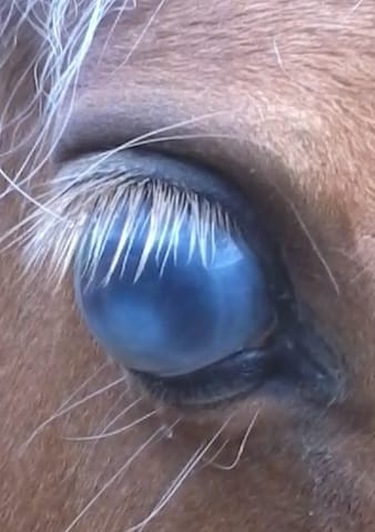 Suspicion de maltraitance !